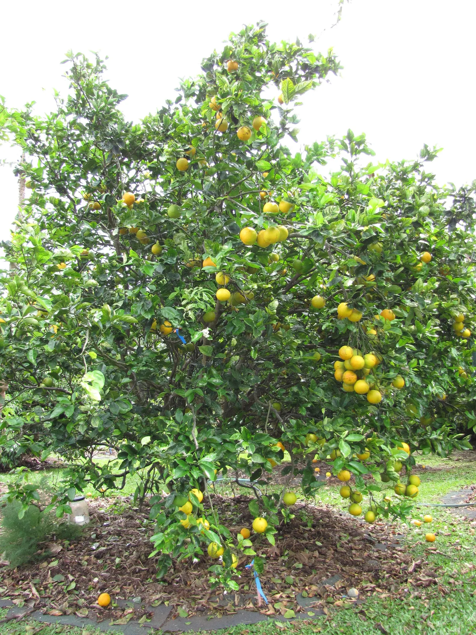 Valencia Orange (Citrus Sinensis 'Valencia') — Hardy in USDA zones 9-11, it's ideal for edible landscapes and sunny patios