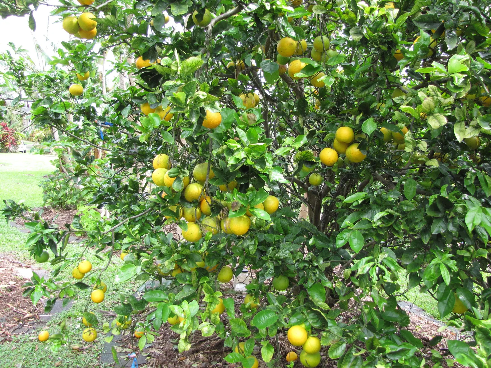 Valencia Orange (Citrus Sinensis 'Valencia') — when integrating this tree into design plans