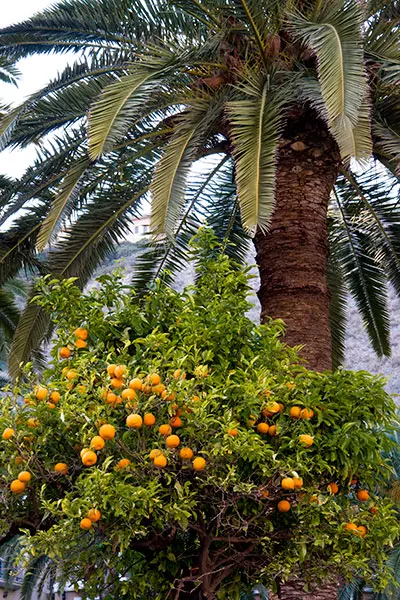 Valencia Orange (Citrus Sinensis 'Valencia') — evergreen leaves with clusters of fragrant
