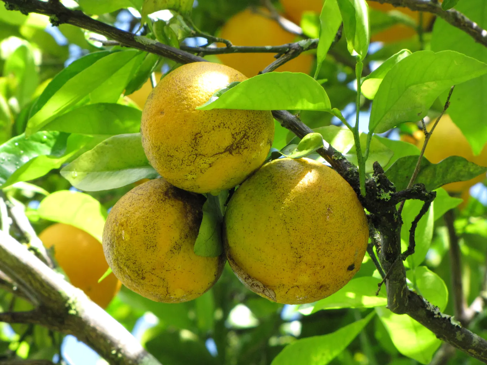 Valencia Orange (Citrus Sinensis 'Valencia') — juicy fruit and its ability to grace gardens with both beauty and practical advantage