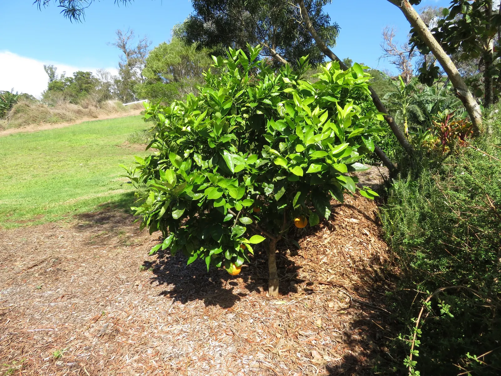 Valencia Orange (Citrus Sinensis 'Valencia') — it's essential to highlight its growth habit
