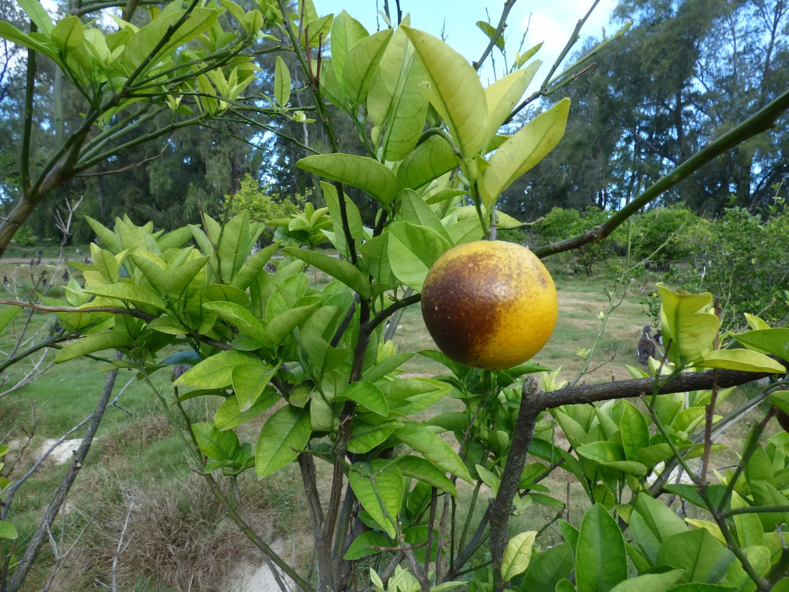 Valencia Orange (Citrus Sinensis 'Valencia') — exhibiting a rounded and lush canopy