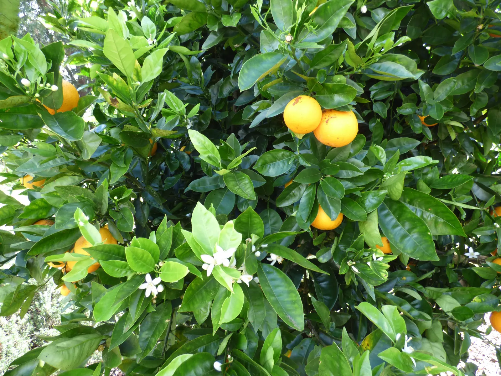 Valencia Orange (Citrus Sinensis 'Valencia') — white blossoms that emerge in spring