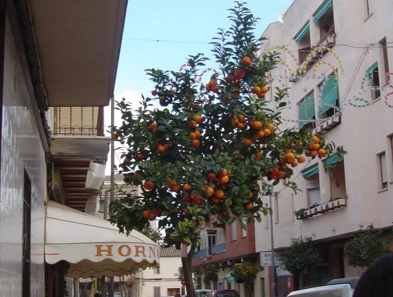 Valencia Orange (Citrus Sinensis 'Valencia') — Renowned for its late-season, sweet oranges, the tree bears fruit primarily in spring to summer