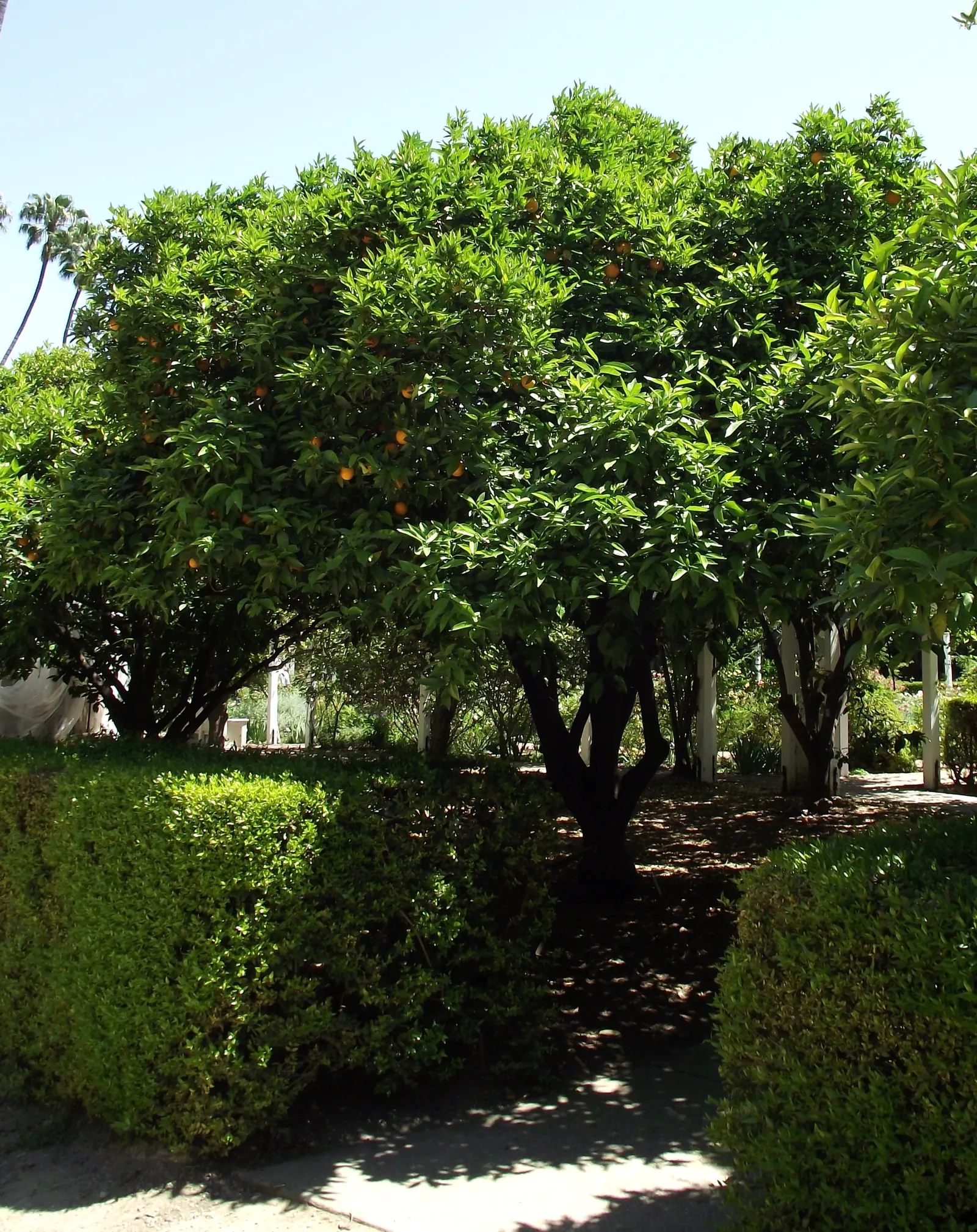 Valencia Orange (Citrus Sinensis 'Valencia') — Thrives in full sun, requiring well-draining soil