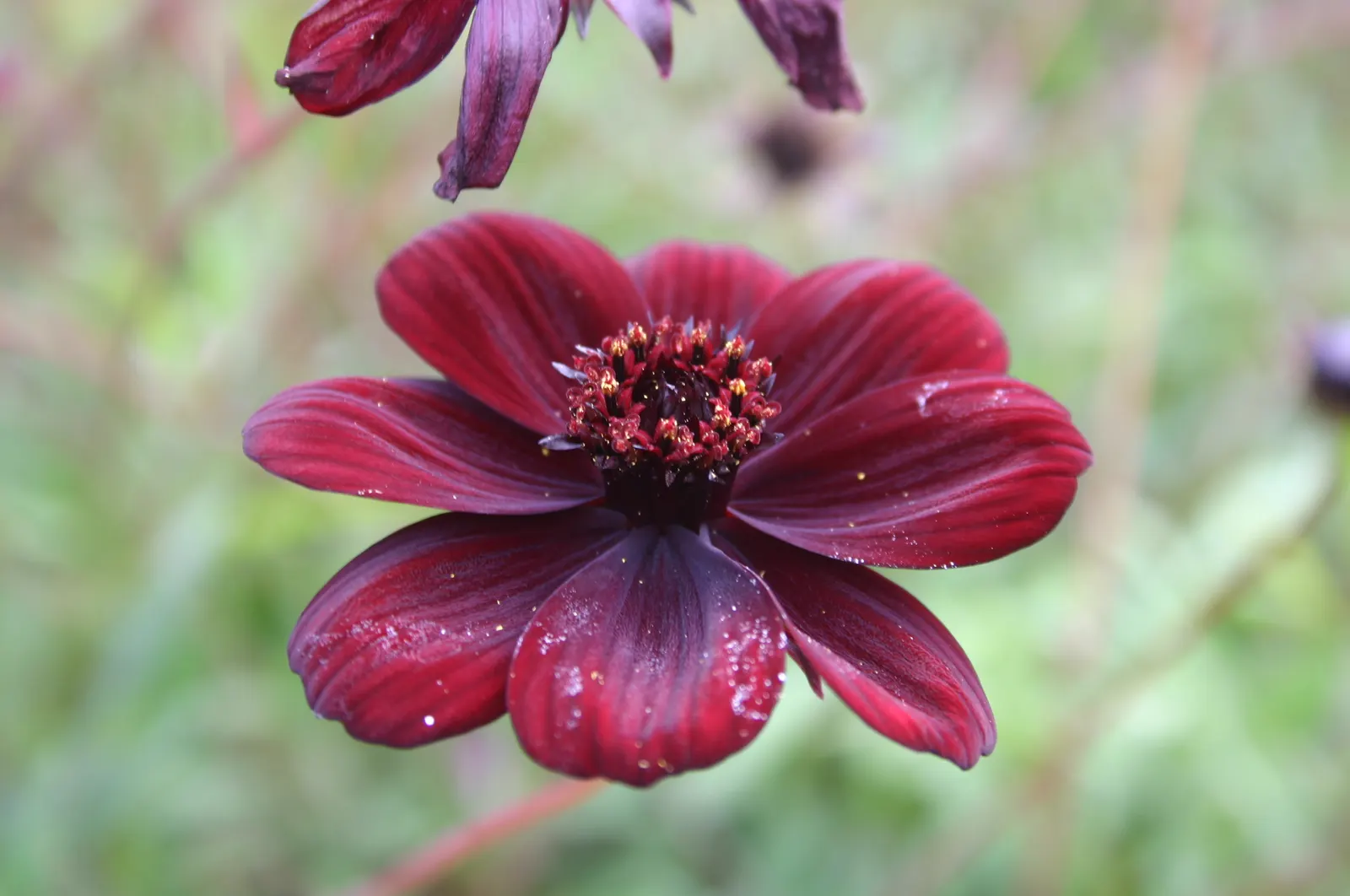 Chocolate Cosmos (Cosmos Atrosanguineus) — perfect for evening strolls in the garden.<br><br>While the plant is a tender perennial in Zones 7 through 10