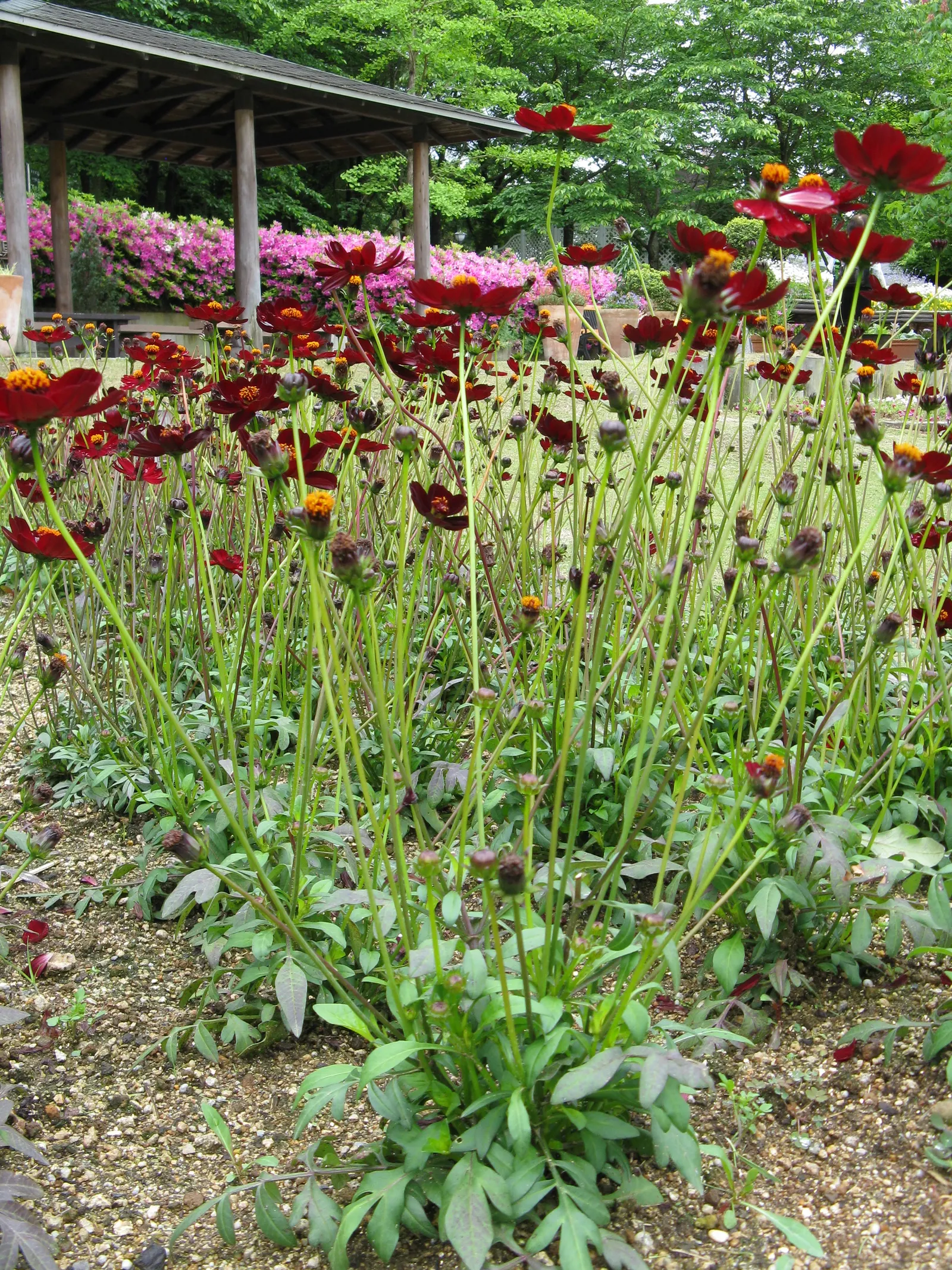 Chocolate Cosmos (Cosmos Atrosanguineus) — this plant is a distinctive addition to any garden setting