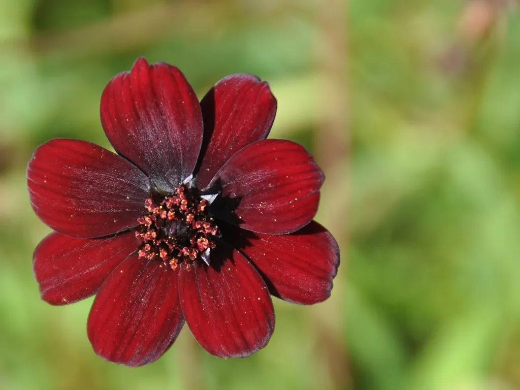 Chocolate Cosmos (Cosmos Atrosanguineus) — almost chocolatey flowers that are about 1 to 2 inches in diameter