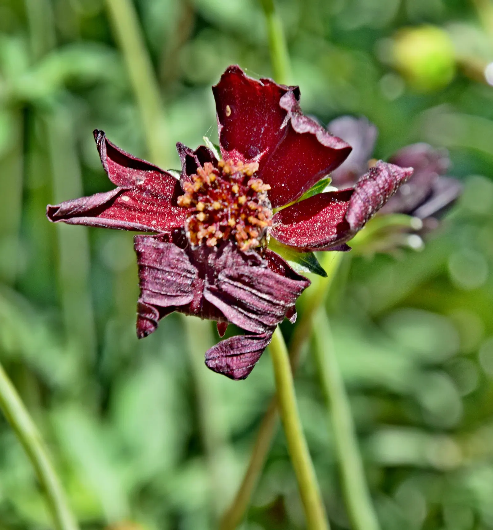 Chocolate Cosmos (Cosmos Atrosanguineus) — red flowers in the garden