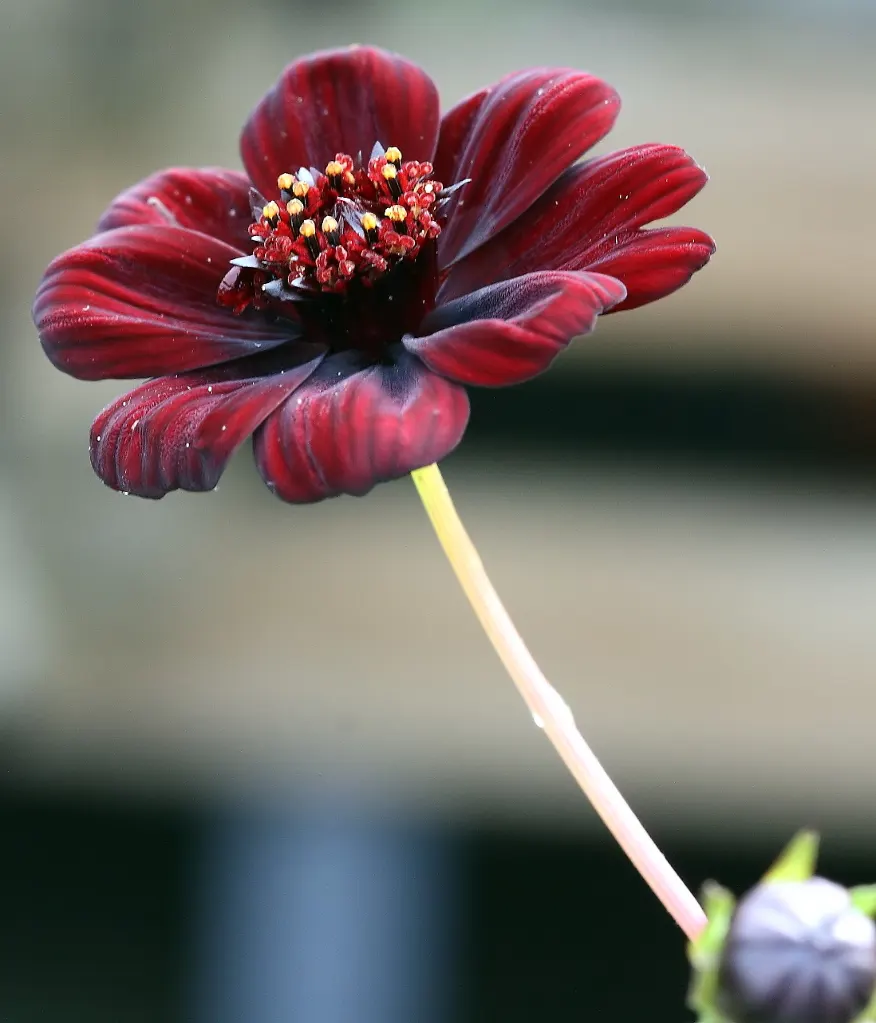 Chocolate Cosmos (Cosmos Atrosanguineus) — The plant's foliage is a deep green