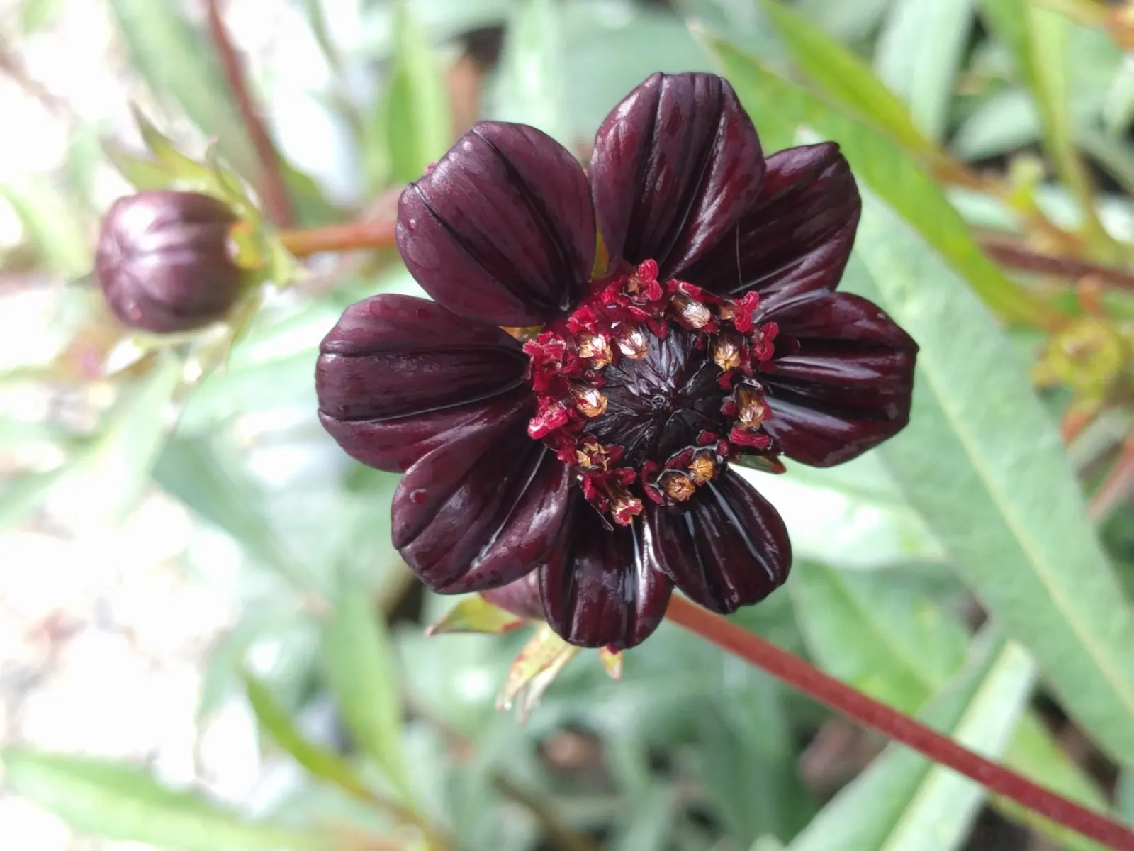 Chocolate Cosmos (Cosmos Atrosanguineus) — the Cosmos atrosanguineus adds an exotic touch