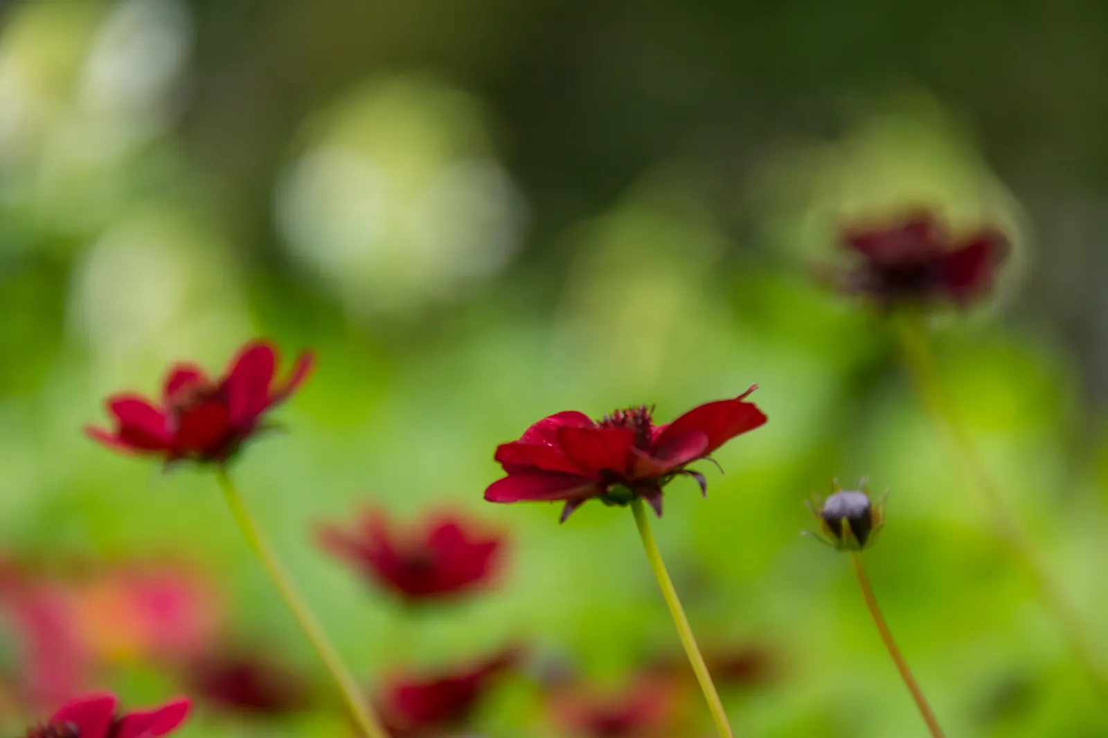 Chocolate Cosmos (Cosmos Atrosanguineus) — annual for full or half
