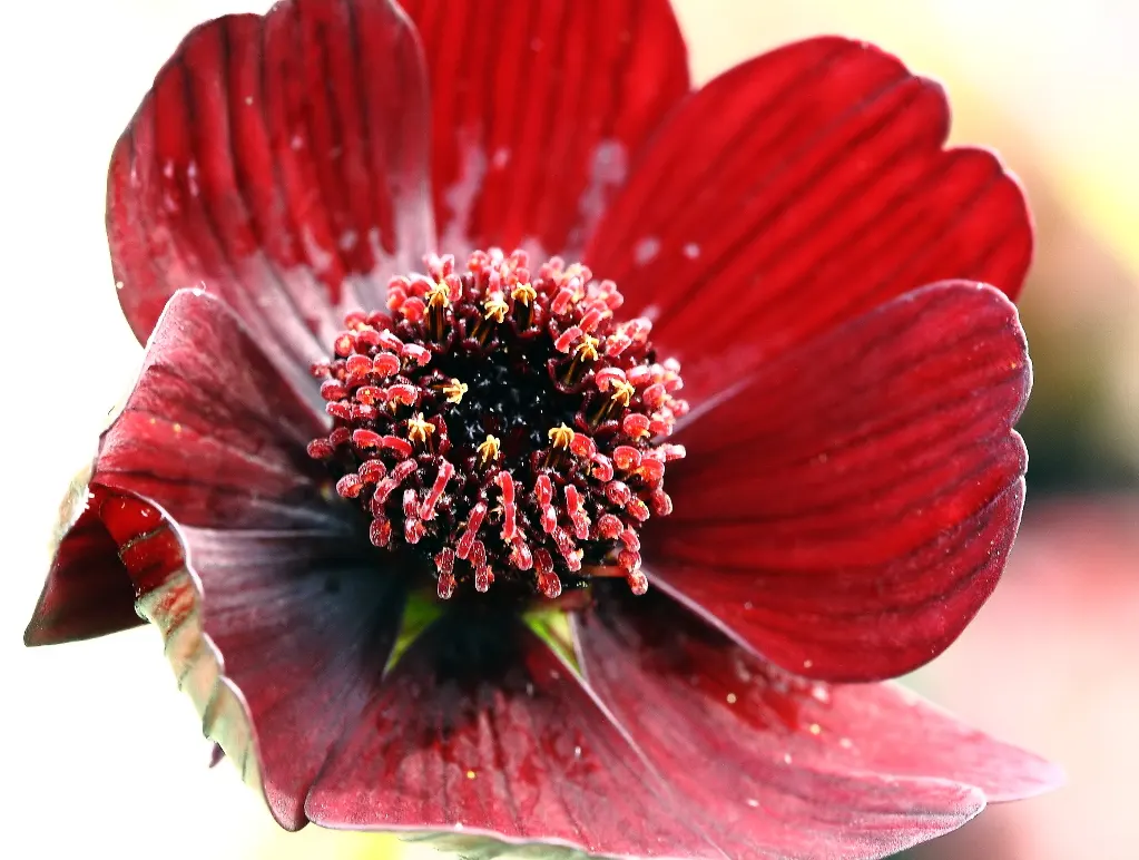 Chocolate Cosmos (Cosmos Atrosanguineus) — The blossoms are borne atop slender