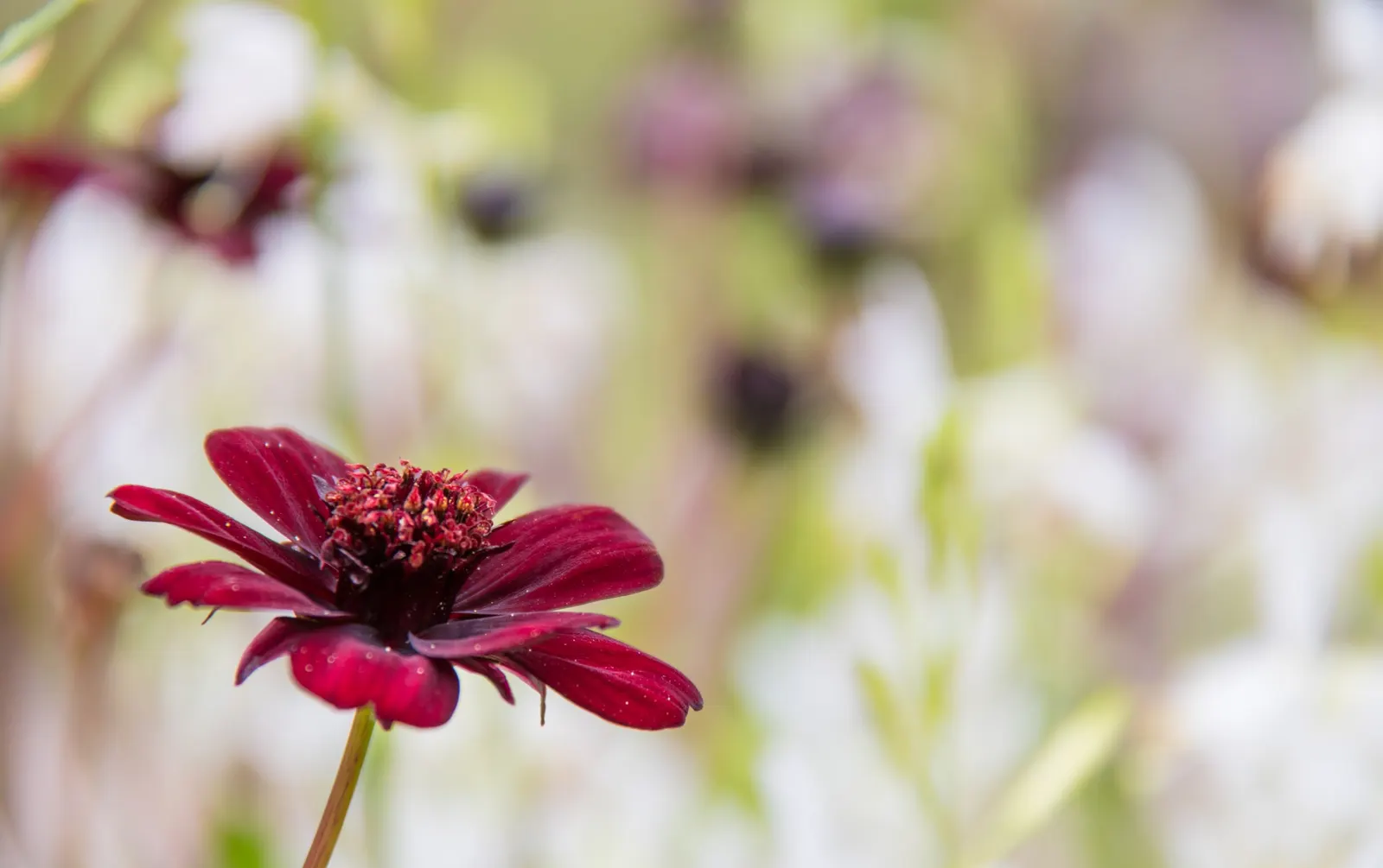 Chocolate Cosmos (Cosmos Atrosanguineus) — Ideal for borders, it adds a decadent touch and attracts pollinators, yet is deer-resistant