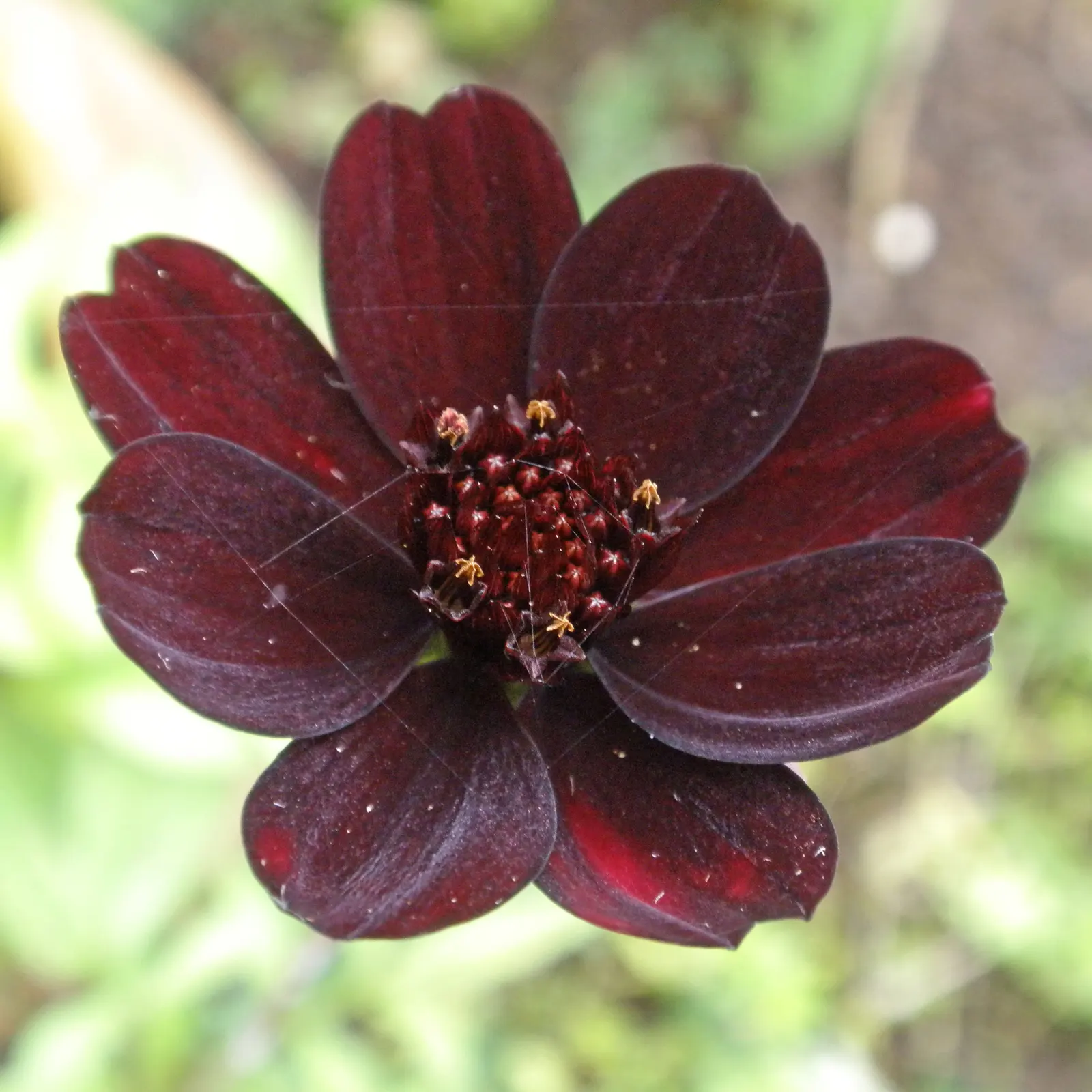 Chocolate Cosmos (Cosmos Atrosanguineus) — almost chocolatey flowers that are about 1 to 2 inches in diameter; red flowers in the garden