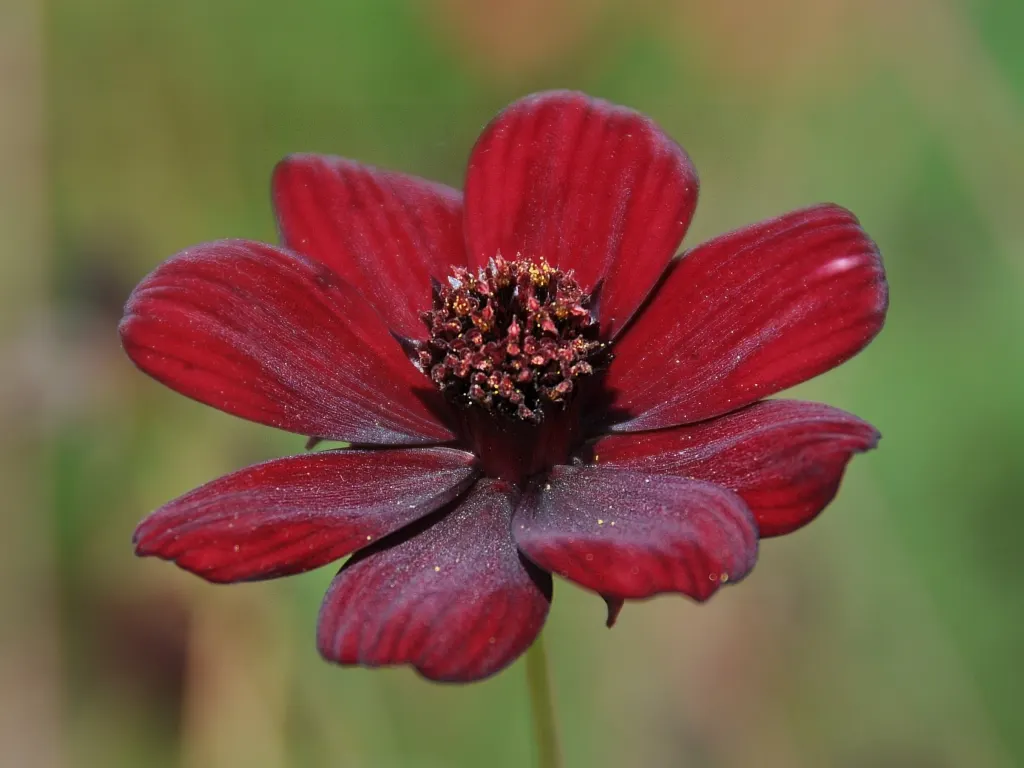 Chocolate Cosmos (Cosmos Atrosanguineus) — an asset for any biodiverse garden.<br><br>Overall; ideal for borders, it adds a decadent touch and attracts