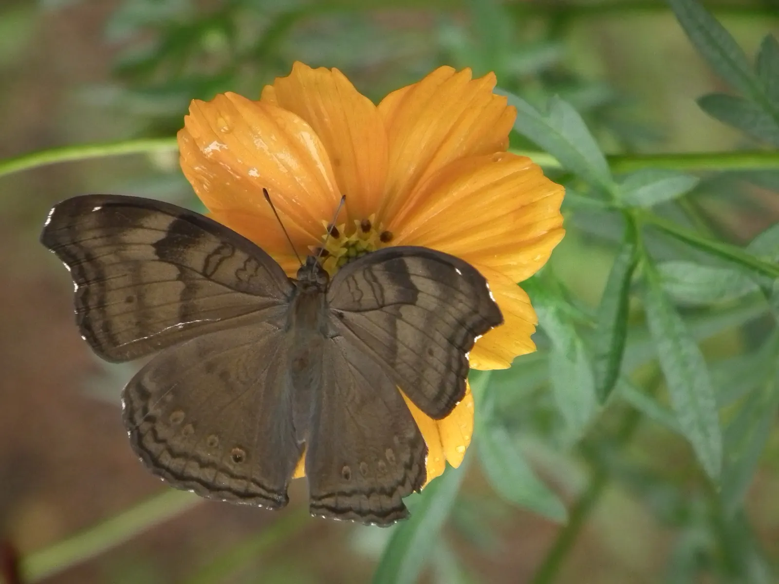 Chocolate Cosmos (Cosmos Atrosanguineus) — Reaching 20-24 inches in height with a spread of 12-18 inches, it thrives in full sun and well-drained soil; the
