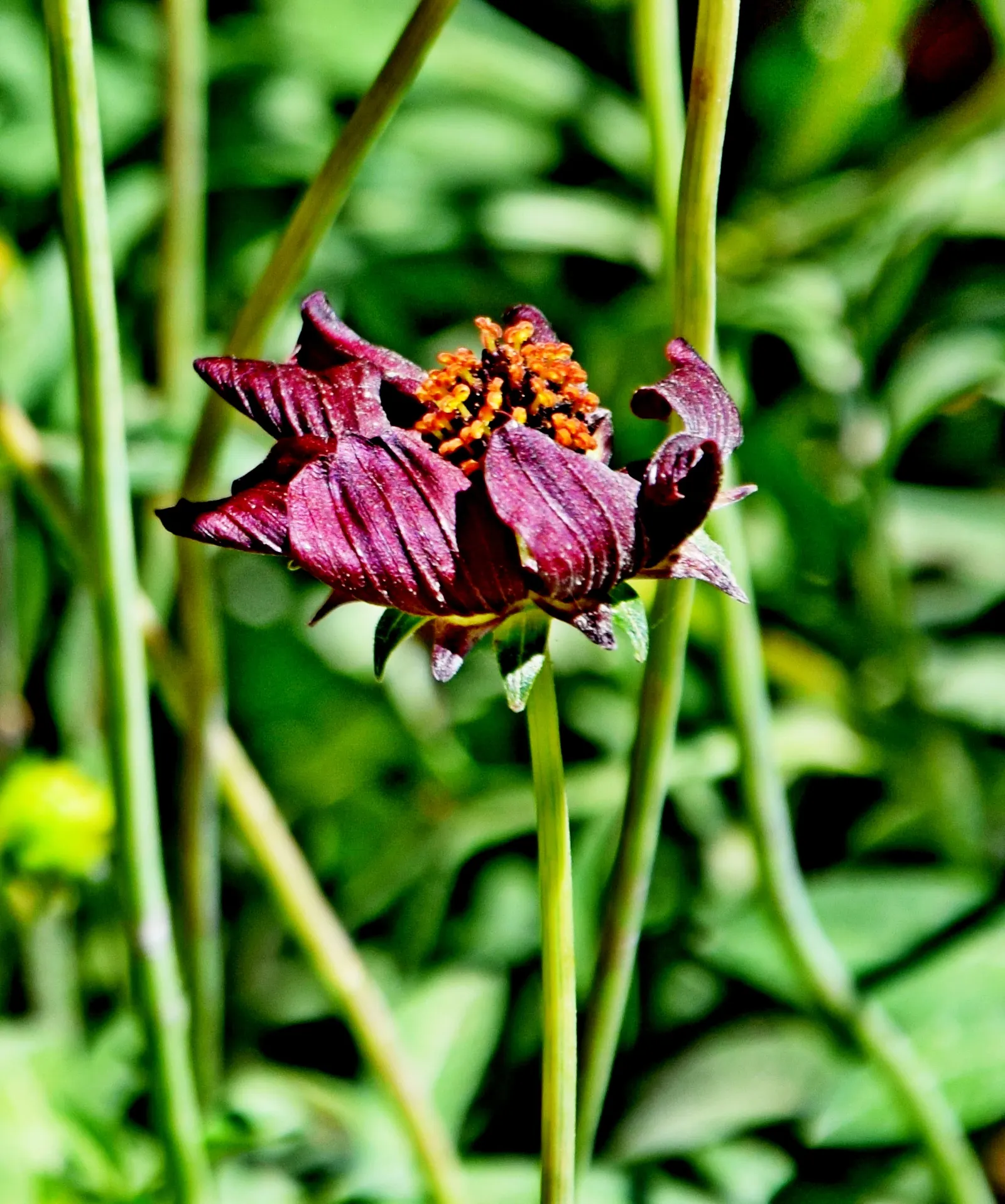 Chocolate Cosmos (Cosmos Atrosanguineus) — These bloom from mid-summer to fall, exuding a rich cocoa scent