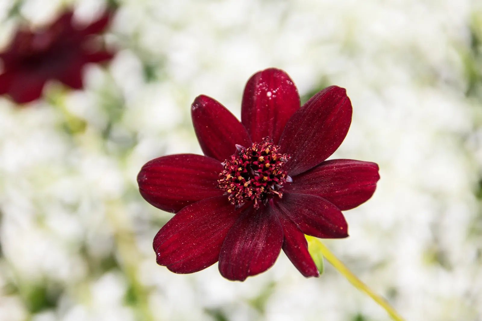 Chocolate Cosmos (Cosmos Atrosanguineus) — Its chocolatey hints not only provide an olfactory delight but also entice beneficial pollinators