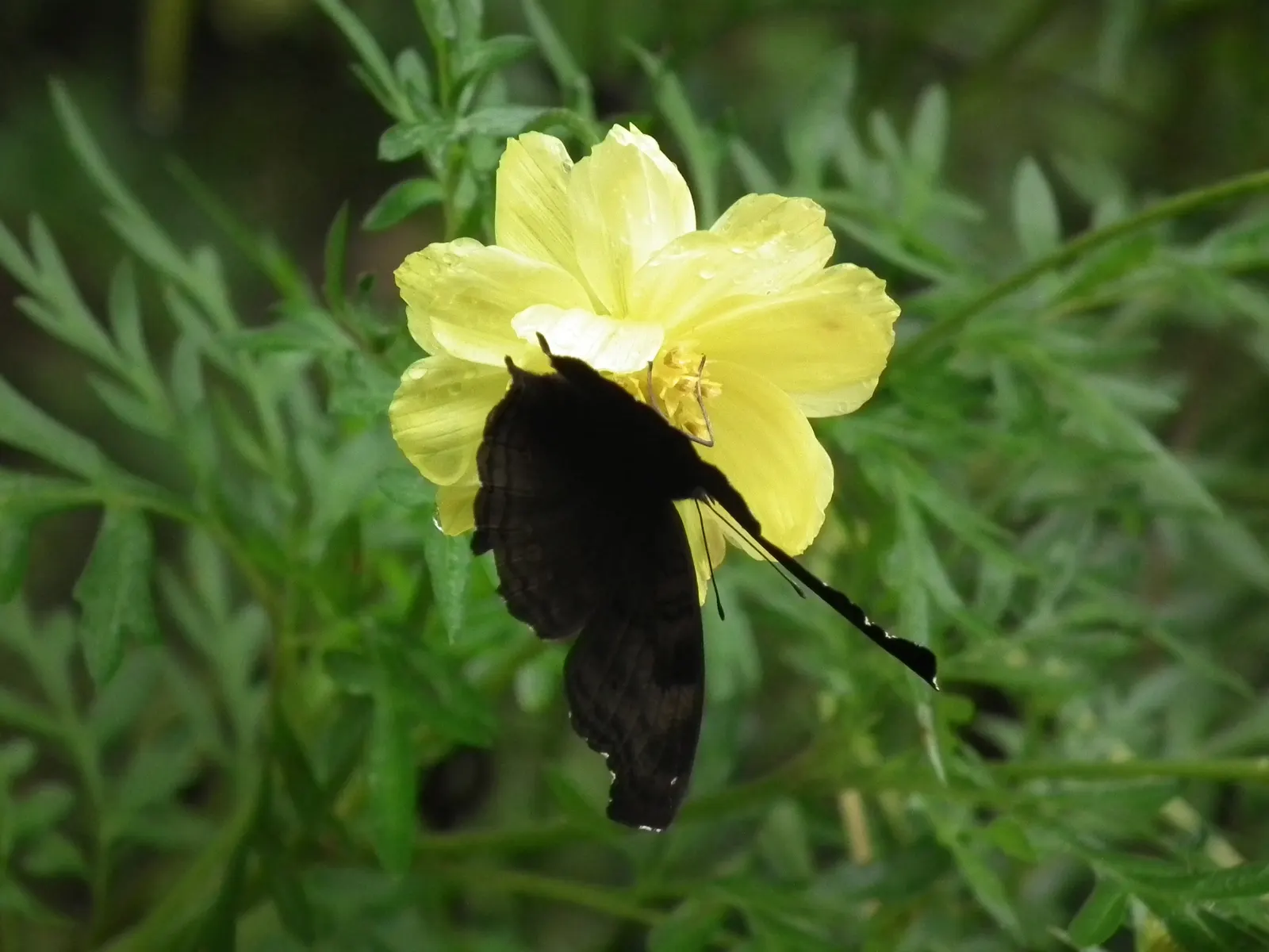 Chocolate Cosmos (Cosmos Atrosanguineus) — an asset for any biodiverse garden.<br><br>Overall