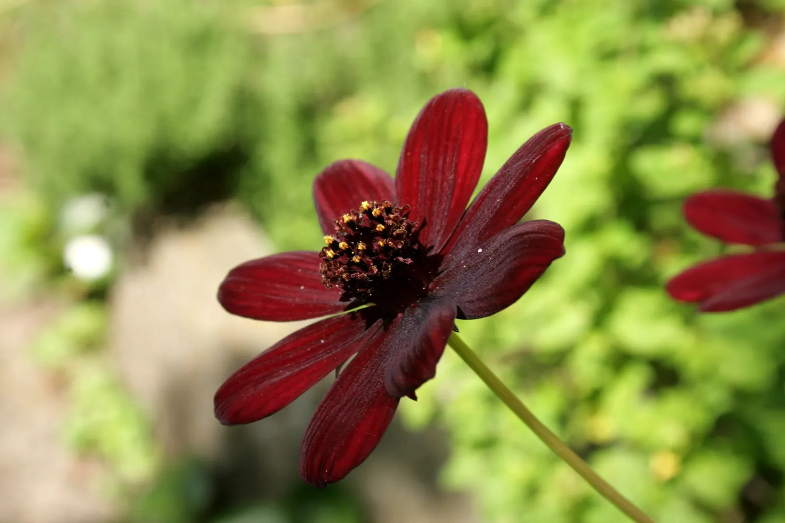 Chocolate Cosmos (Cosmos Atrosanguineus) — commonly known as Chocolate Cosmos