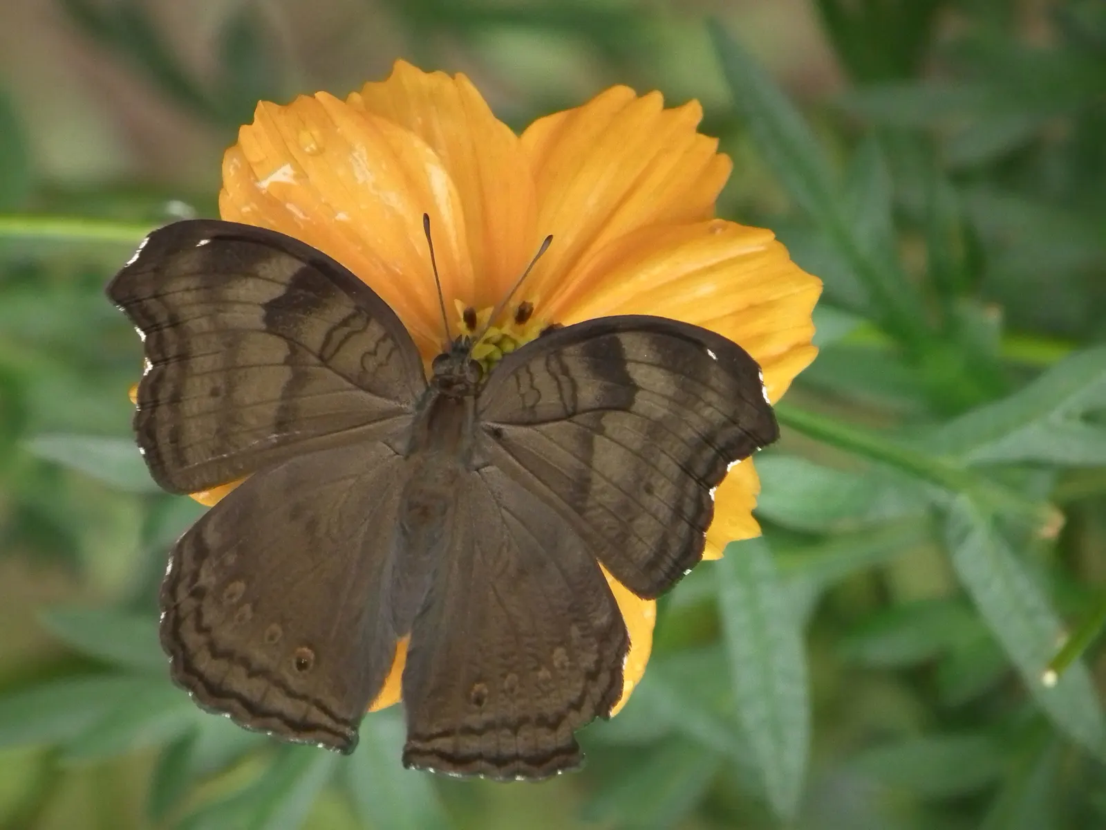 Chocolate Cosmos (Cosmos Atrosanguineus) — annual with red blooms