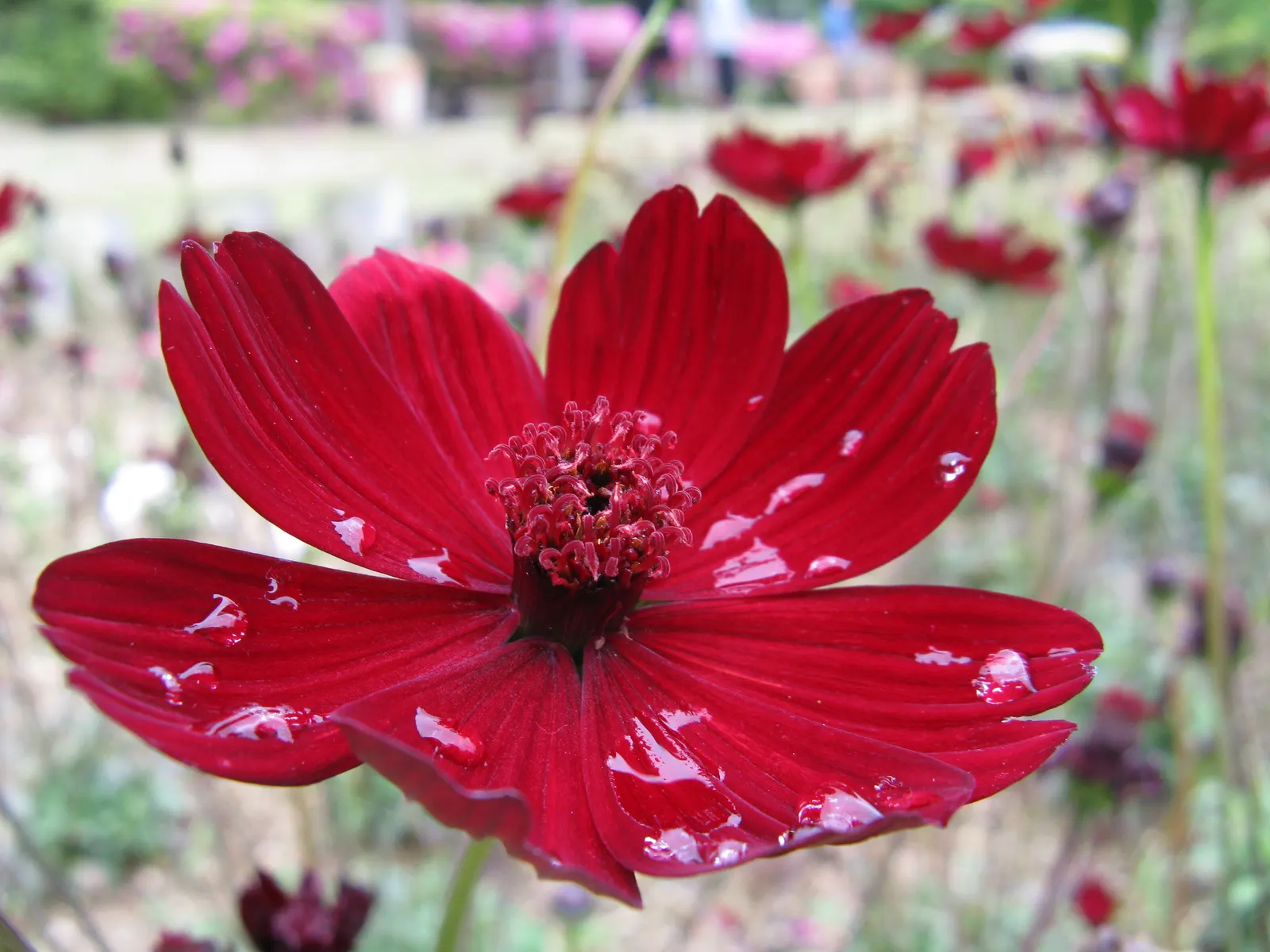 Chocolate Cosmos (Cosmos Atrosanguineus) — with a spread of 12 to 18 inches