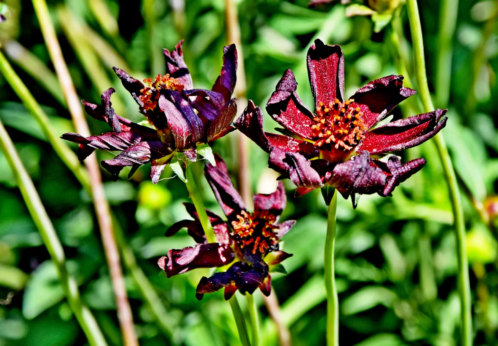 Chocolate Cosmos (Cosmos Atrosanguineus) — making it an irresistible choice for a sensorial garden experience