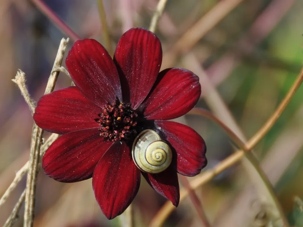 Chocolate Cosmos (Cosmos Atrosanguineus) — The blossoms are borne atop slender; is an enchanting perennial that captivates with its sumptuous