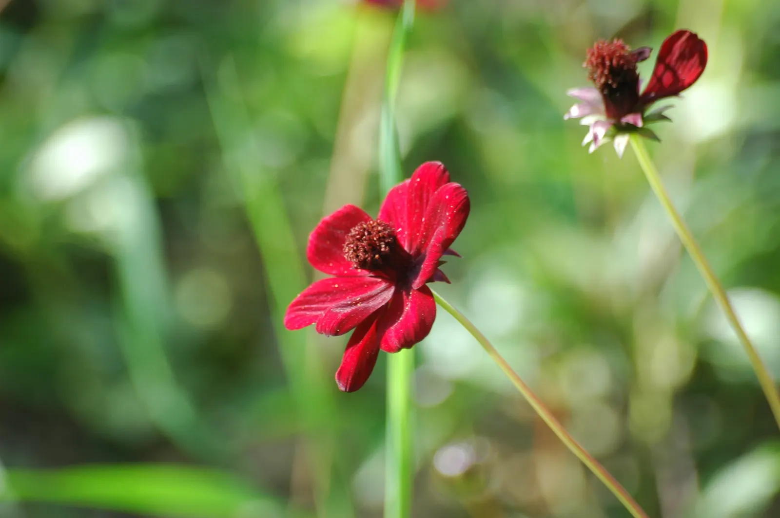 Chocolate Cosmos (Cosmos Atrosanguineus) — This adds a sensory allure to the landscape design; yet sturdy stems that can reach heights of around 15 to 24 inches