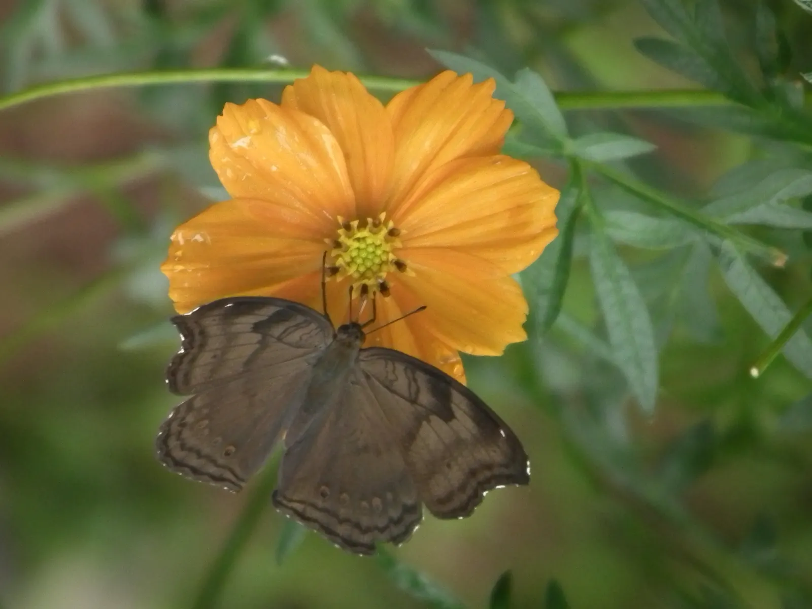 Chocolate Cosmos (Cosmos Atrosanguineus) — Reaching 20-24 inches in height with a spread of 12-18 inches, it thrives in full sun and well-drained soil