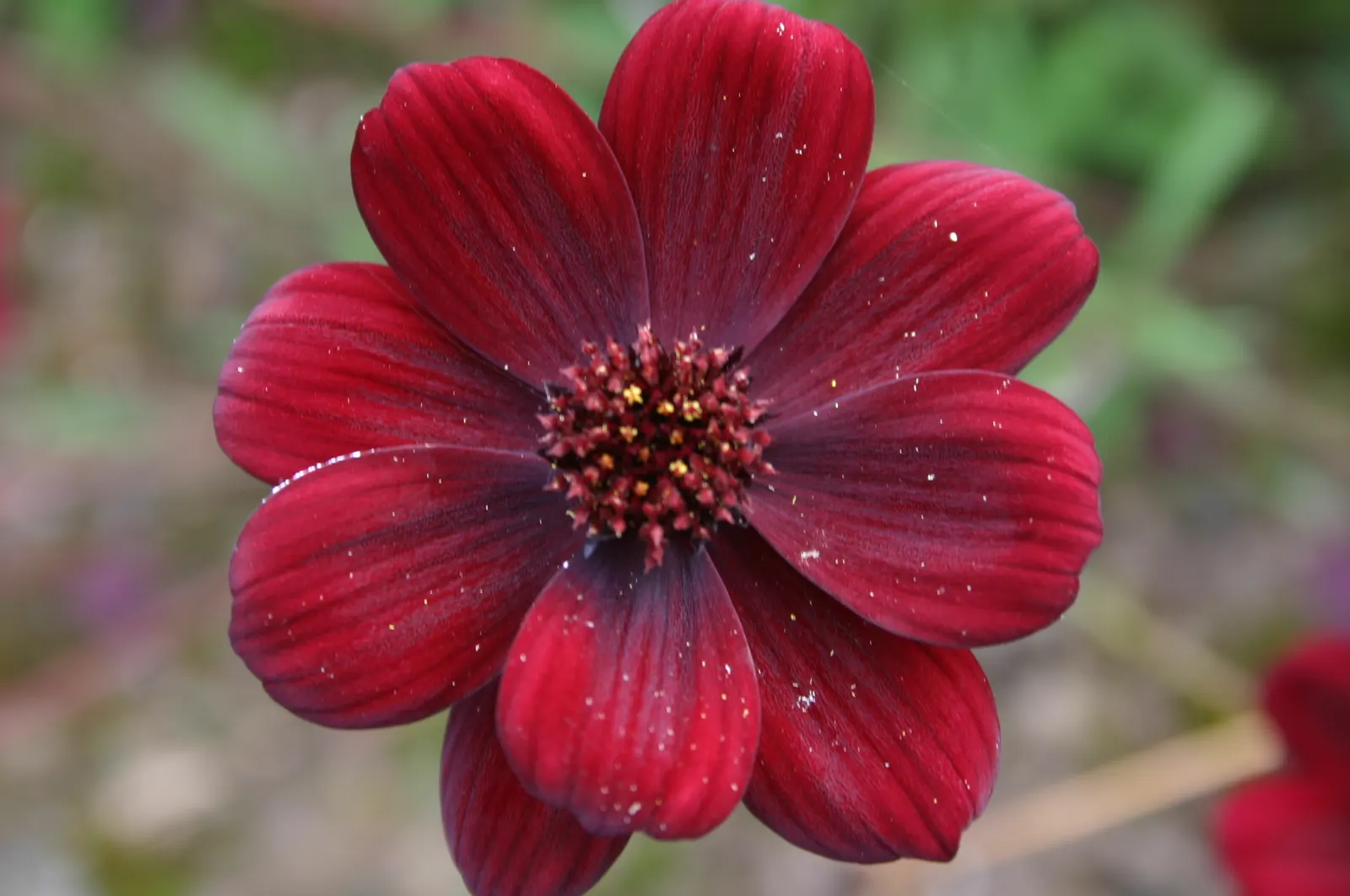 Chocolate Cosmos (Cosmos Atrosanguineus) — Its chocolatey hints not only provide an olfactory delight but also entice beneficial pollinators; intriguing color