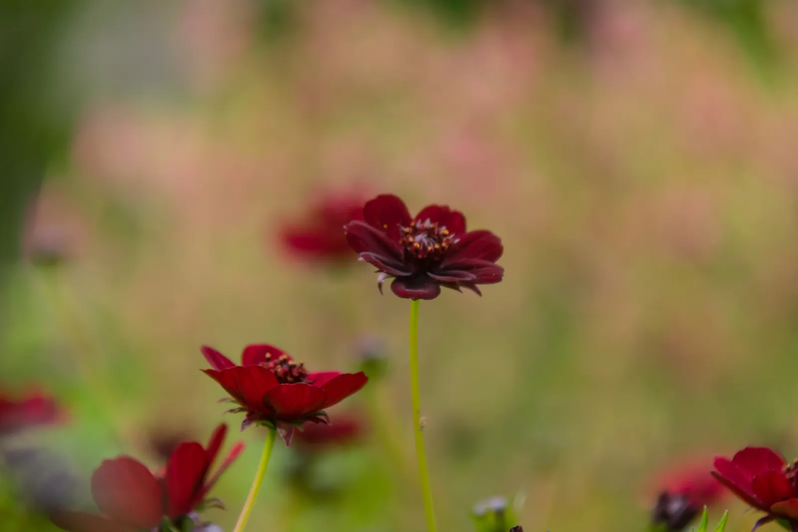 Chocolate Cosmos (Cosmos Atrosanguineus) — Ideal for borders, it adds a decadent touch and attracts pollinators, yet is deer-resistant; an asset for any