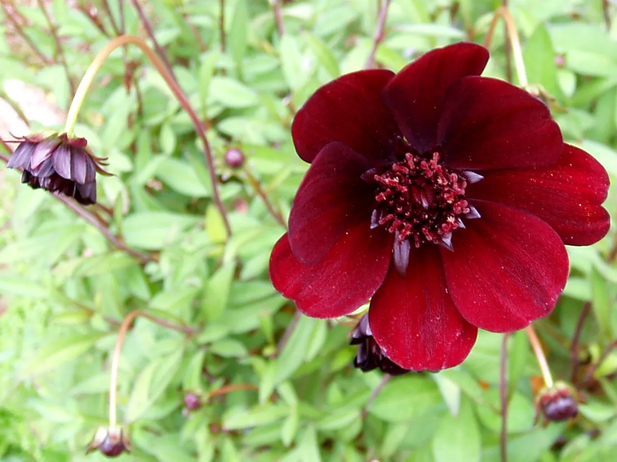 Chocolate Cosmos (Cosmos Atrosanguineus) — is an enchanting perennial that captivates with its sumptuous