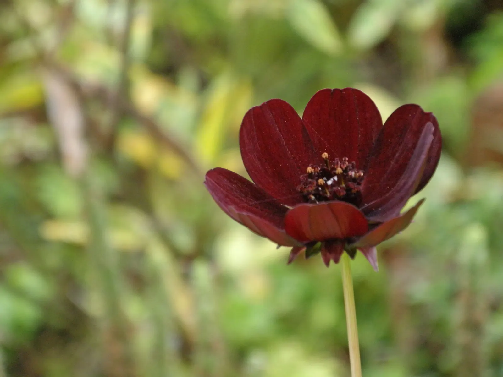 Chocolate Cosmos (Cosmos Atrosanguineus) — it can be grown as an annual in cooler climates; annual with red blooms