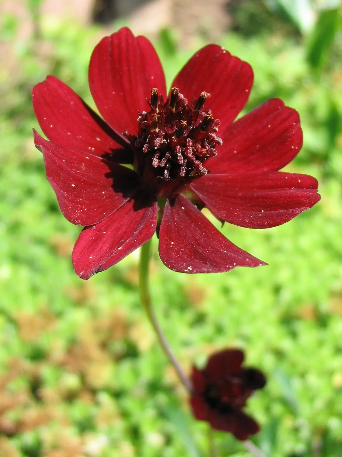 Chocolate Cosmos (Cosmos Atrosanguineus) — with a spread of 12 to 18 inches; the Cosmos atrosanguineus adds an exotic touch
