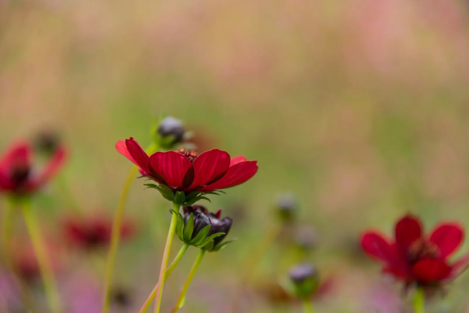 Chocolate Cosmos (Cosmos Atrosanguineus) — it can be grown as an annual in cooler climates