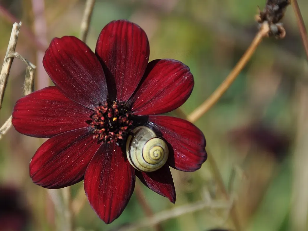 Chocolate Cosmos (Cosmos Atrosanguineus) — perfect for evening strolls in the garden.<br><br>While the plant is a tender perennial in Zones 7 through 10; such