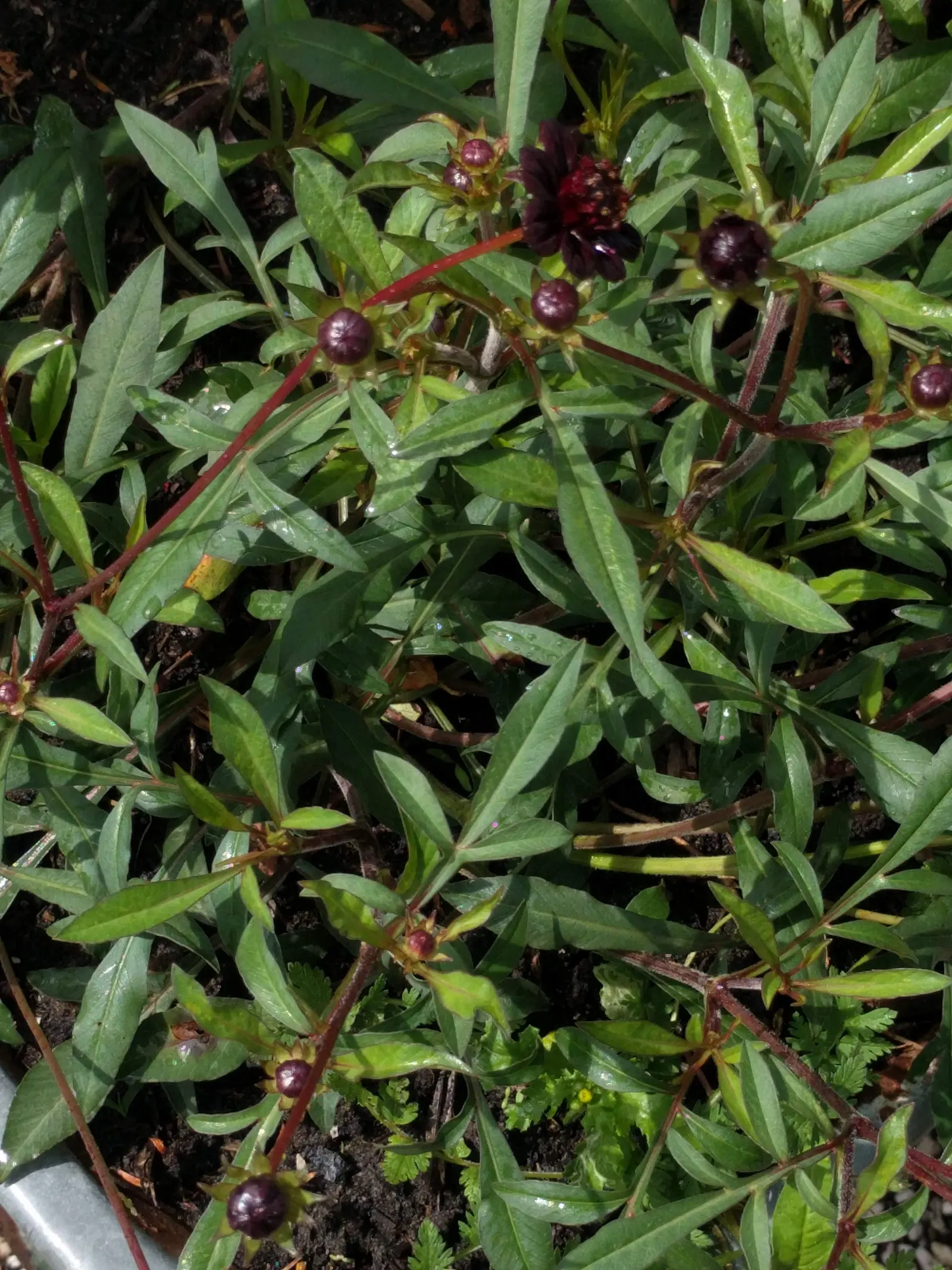 Chocolate Cosmos (Cosmos Atrosanguineus) — such as ornamental grasses or silver-foliaged perennials