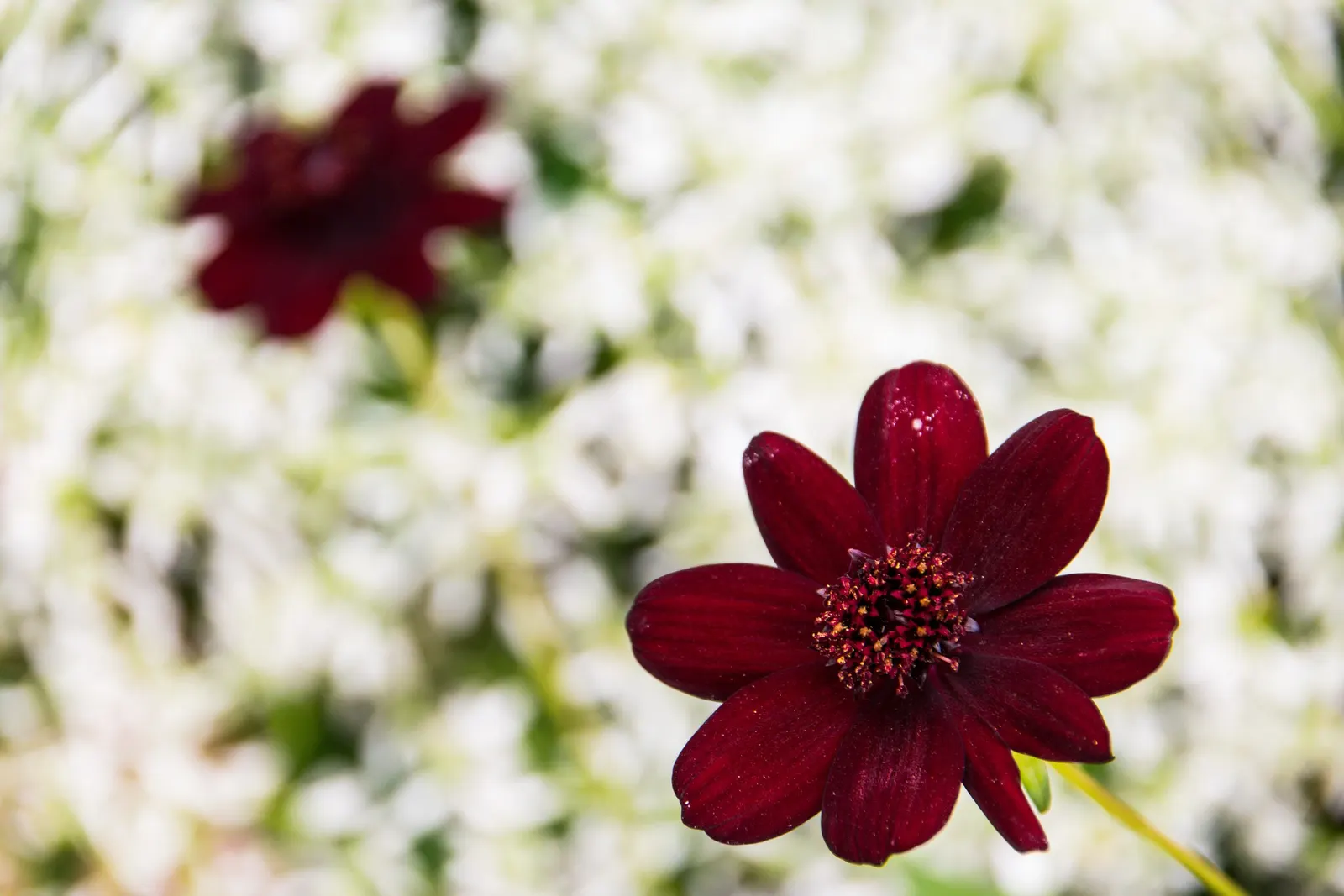 Chocolate Cosmos (Cosmos Atrosanguineus) — yet sturdy stems that can reach heights of around 15 to 24 inches