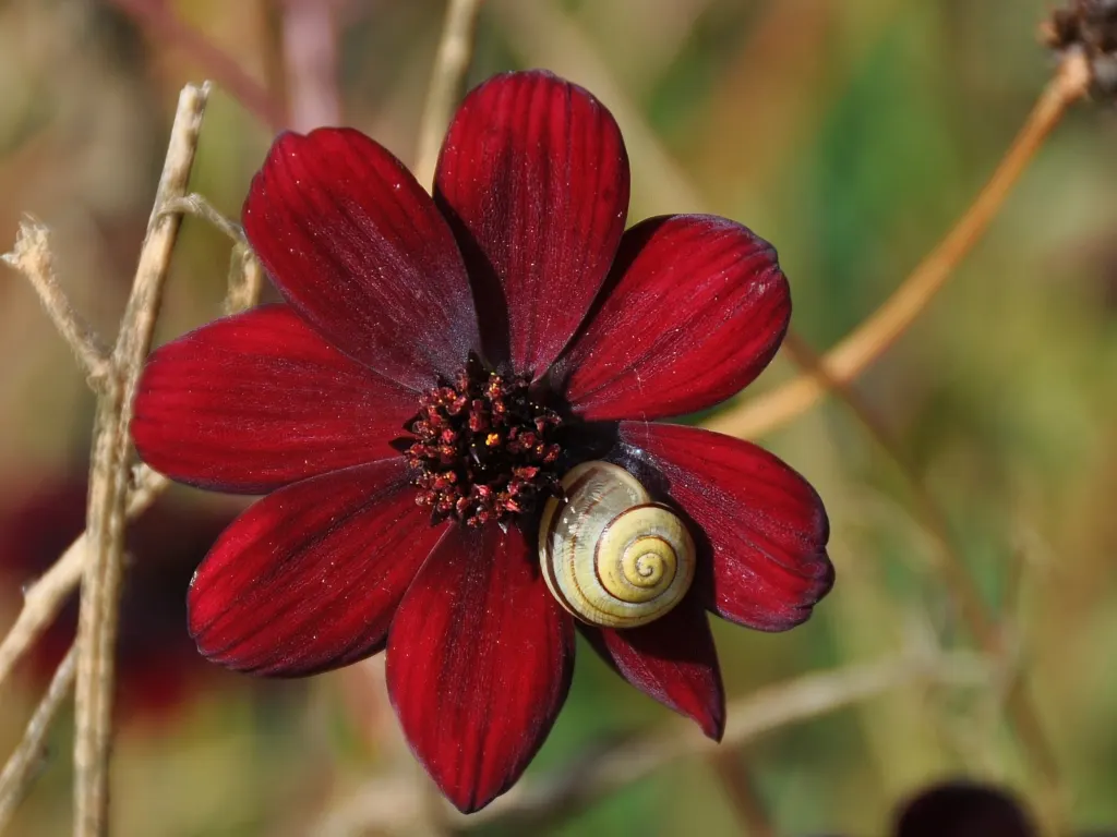 Chocolate Cosmos (Cosmos Atrosanguineus) — this plant is a distinctive addition to any garden setting; the tubers can be dug up in the fall and stored over