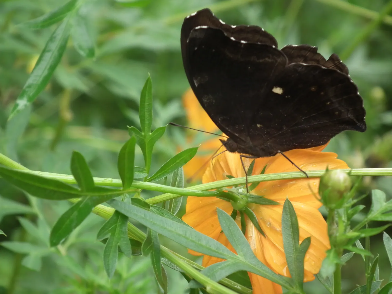Chocolate Cosmos (Cosmos Atrosanguineus) — This adds a sensory allure to the landscape design