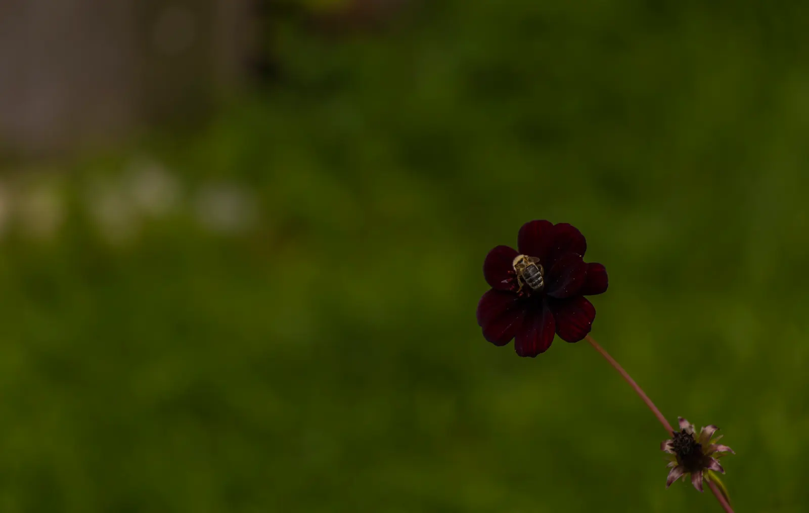 Chocolate Cosmos (Cosmos Atrosanguineus) — the tubers can be dug up in the fall and stored over winter for replanting; this plant is a distinctive addition to