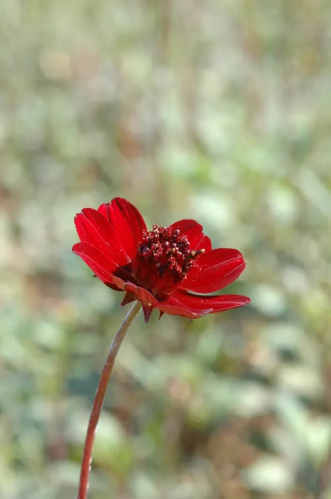 Chocolate Cosmos (Cosmos Atrosanguineus) — is an enchanting perennial that captivates with its sumptuous; the blossoms are borne atop slender