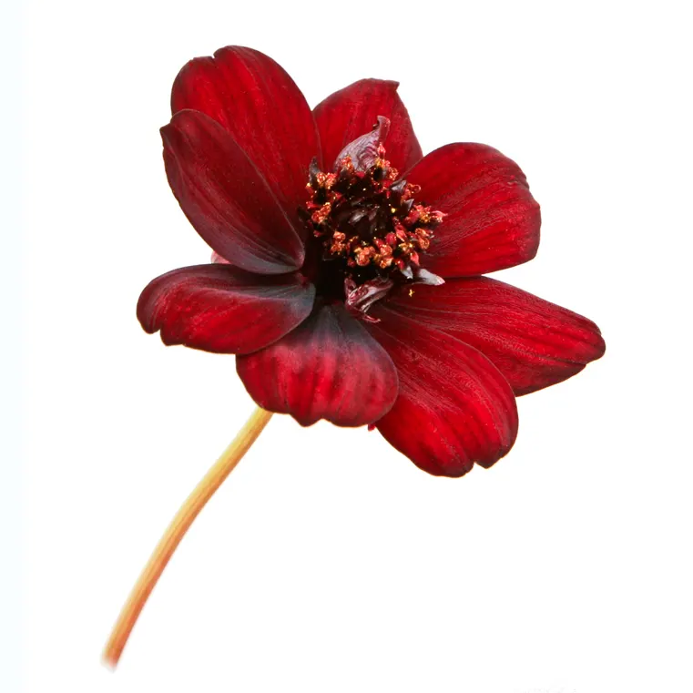 Chocolate Cosmos (Cosmos Atrosanguineus) — The plant's foliage is a deep green; reaching 20-24 inches in height with a spread of 12-18 inches, it thrives in