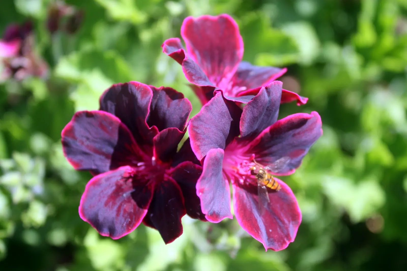 Chocolate Cosmos (Cosmos Atrosanguineus) — such as ornamental grasses or silver-foliaged perennials; perfect for evening strolls in the garden.<br><br>While