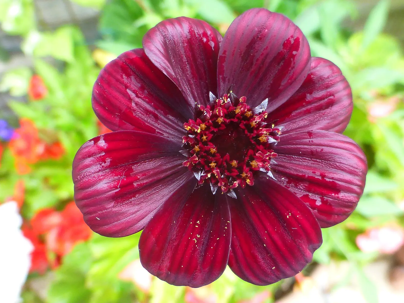 Chocolate Cosmos (Cosmos Atrosanguineus) — commonly known as Chocolate Cosmos; these bloom from mid-summer to fall, exuding a rich cocoa scent