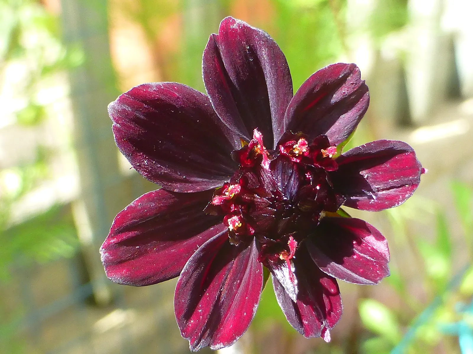 Chocolate Cosmos (Cosmos Atrosanguineus) — These bloom from mid-summer to fall, exuding a rich cocoa scent; commonly known as Chocolate Cosmos