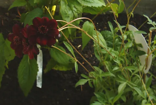 Chocolate Cosmos (Cosmos Atrosanguineus) — yet sturdy stems that can reach heights of around 15 to 24 inches; this adds a sensory allure to the landscape design