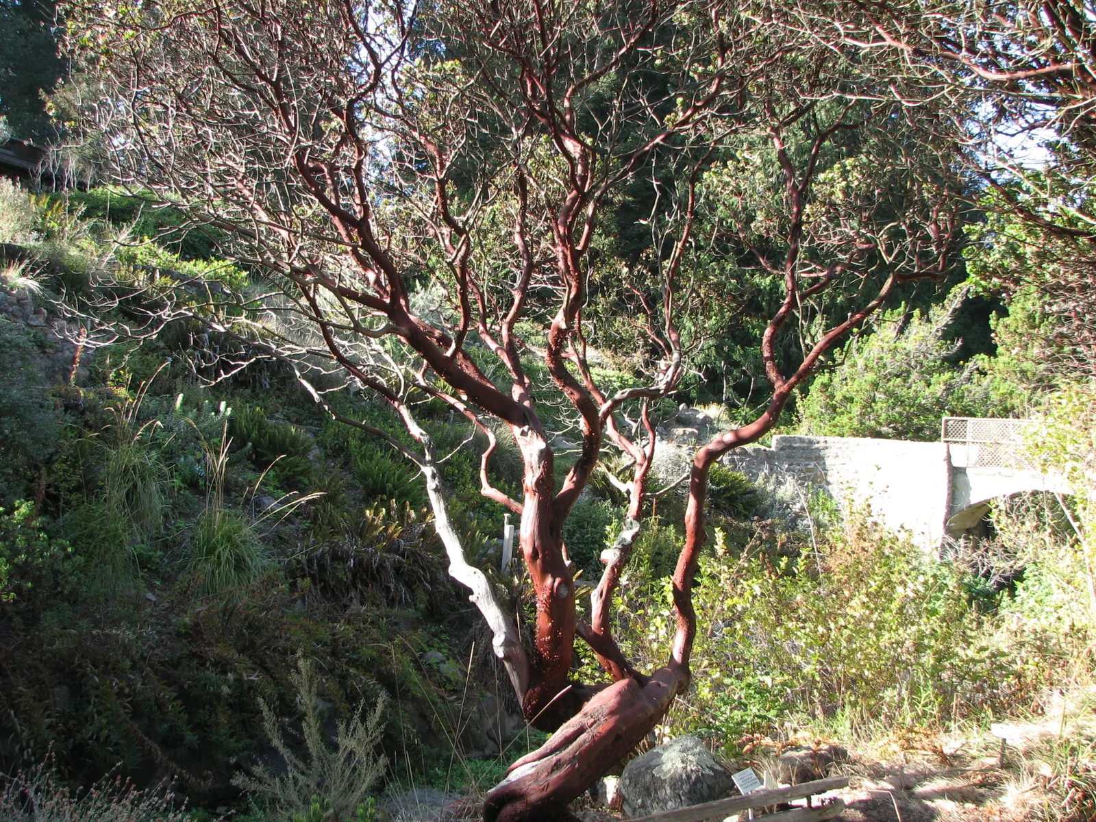King Mountain Manzanita (Arctostaphylos Regismontana) — and white to pink bell-shaped blossoms emerge in winter through spring